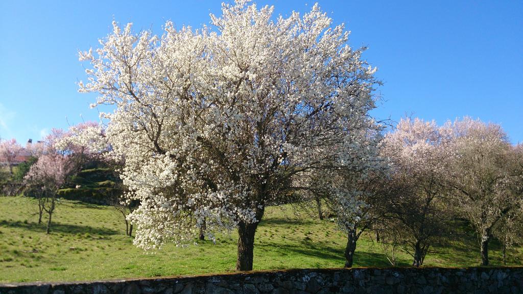 Flor Do Douro - Comercio E Hotelaria, Lda มีรันดา โด โดว์โร ภายนอก รูปภาพ